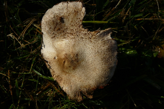 Tricholoma bresadolanum?